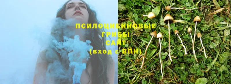 Галлюциногенные грибы Magic Shrooms  Балей 