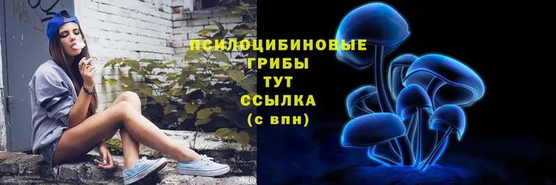 Псилоцибиновые грибы Psilocybe Балей